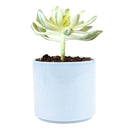 sun cups, agave plant, Succulents shop near me, succulents shop in California, succulents store in CA, succulent plant, cactus, Succulents, succulent care, succulent care tips, sun cups in California, How to grow sun cups