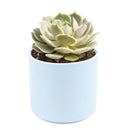 buy succulents online, succulent shop, succulent store, echeveria plant, indoor succulents