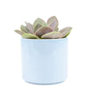 echeveria succulent, echeveria types, succulent echeveria, buy succulents online, succulent shop, succulent store, echeveria plant, indoor succulents