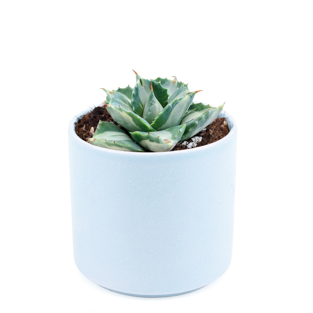 Butterfly Agave care, Succulents shop near me, indoor succulents, succulent care tips, succulent care, Rare succulents, succulents garden, succulent subscription, Succulents, Butterfly Agave in California, How to grow Butterfly Agave