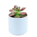  How to grow Echeveria Melaco, How to care echeveria succulents for thanksgiving, Easter echeveria gift, echeveria, echeveria succulent, echeveria types, succulent echeveria, buy succulents online, succulent shop, succulent store, echeveria plant, indoor succulents