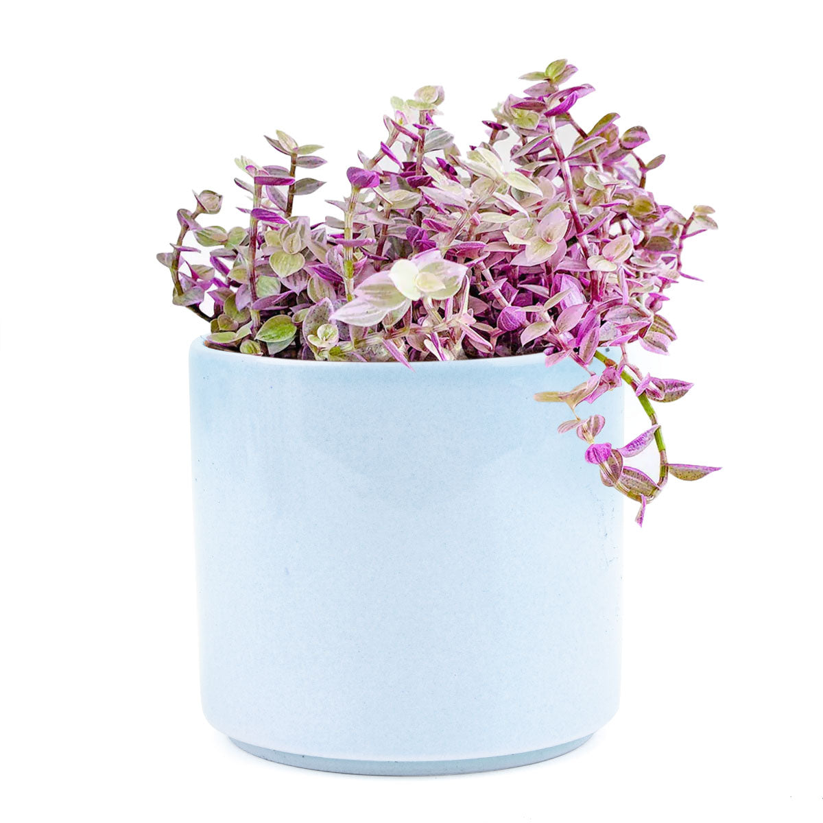 pink lady plant for sale, buy callisia repens pink lady online, best hanging basket plant to grow, pink lady plant in blue cylinder ceramic pot 