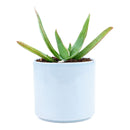 Coral Aloe Striata for Sale, Rare succulents, how to grow succulents, succulents shop in California, succulent plant, monthly succulents, succulents store in CA, cactus, succulent care, Coral Aloe Striata in California, How to grow Coral Aloe Striata, aloe vera houseplant for sale