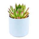  indoor succulents, echeveria, echeveria succulent, echeveria types, succulent echeveria, buy succulents online, succulent shop, succulent store, echeveria plant, colorful succulent plants