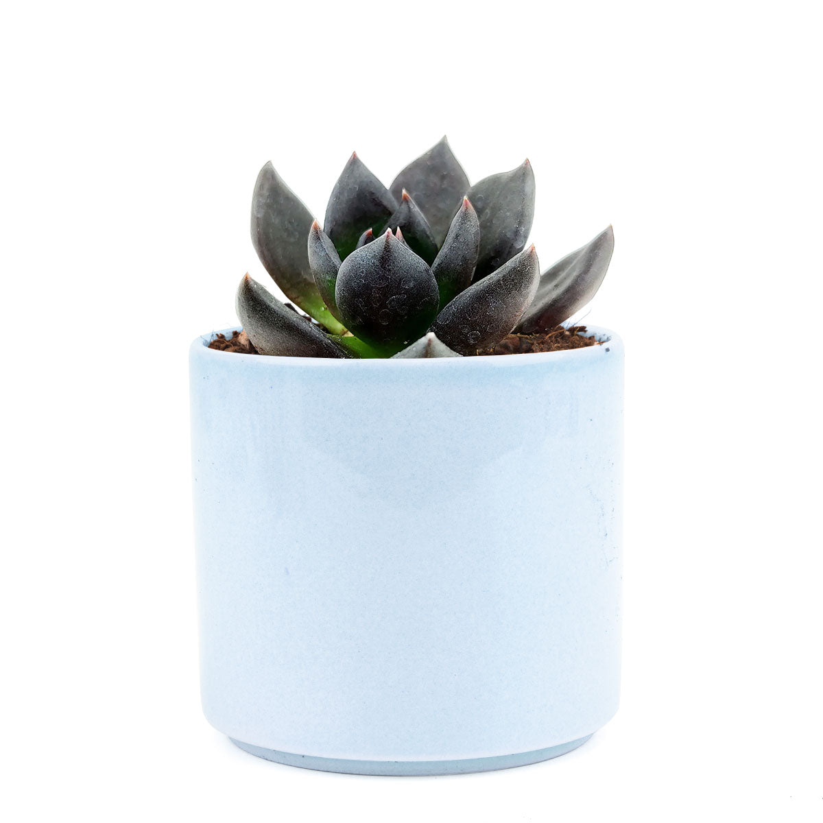 echeveria black prince in a ceramic pot, Shop Echeveria Black Prince for Halloween Season, Succulent Trick-or-Treat, Unique rosette succulents for Holiday decor