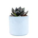 echeveria, echeveria types, succulent echeveria, buy succulents online, succulent shop, succulent store, echeveria plant, indoor succulents, care tips for growing echeveria succulent