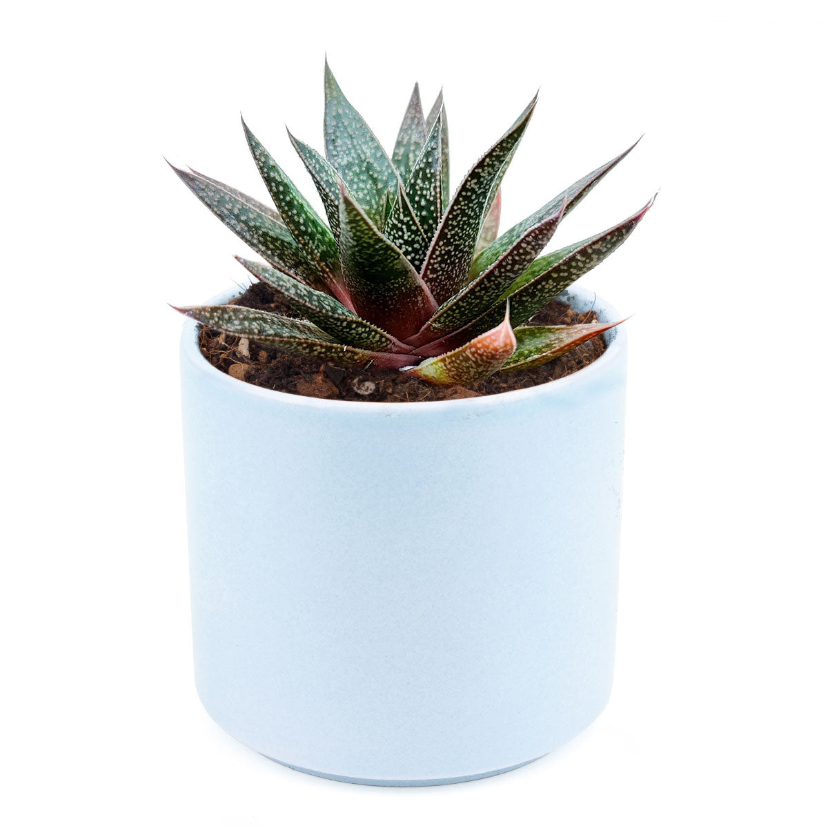 Gasteria Flow Aloe for sale, Rare succulents, succulent care tips, Succulents shop near me, succulent plant, monthly succulents, indoor succulents, succulent subscription, succulents store in CA, Gasteria Flow Aloe in California, How to grow Gasteria Flow Aloe, Lace Aloe
