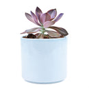 Graptoveria Fred Ives in California, How to grow Graptoveria Fred Ives, rare succulents, rare succulents for sale, unique succulents, buy succulents online, rare succulent, succulent shop, unusual succulents, succulent store, succulents online, buy Graptoveria Fred Ives online