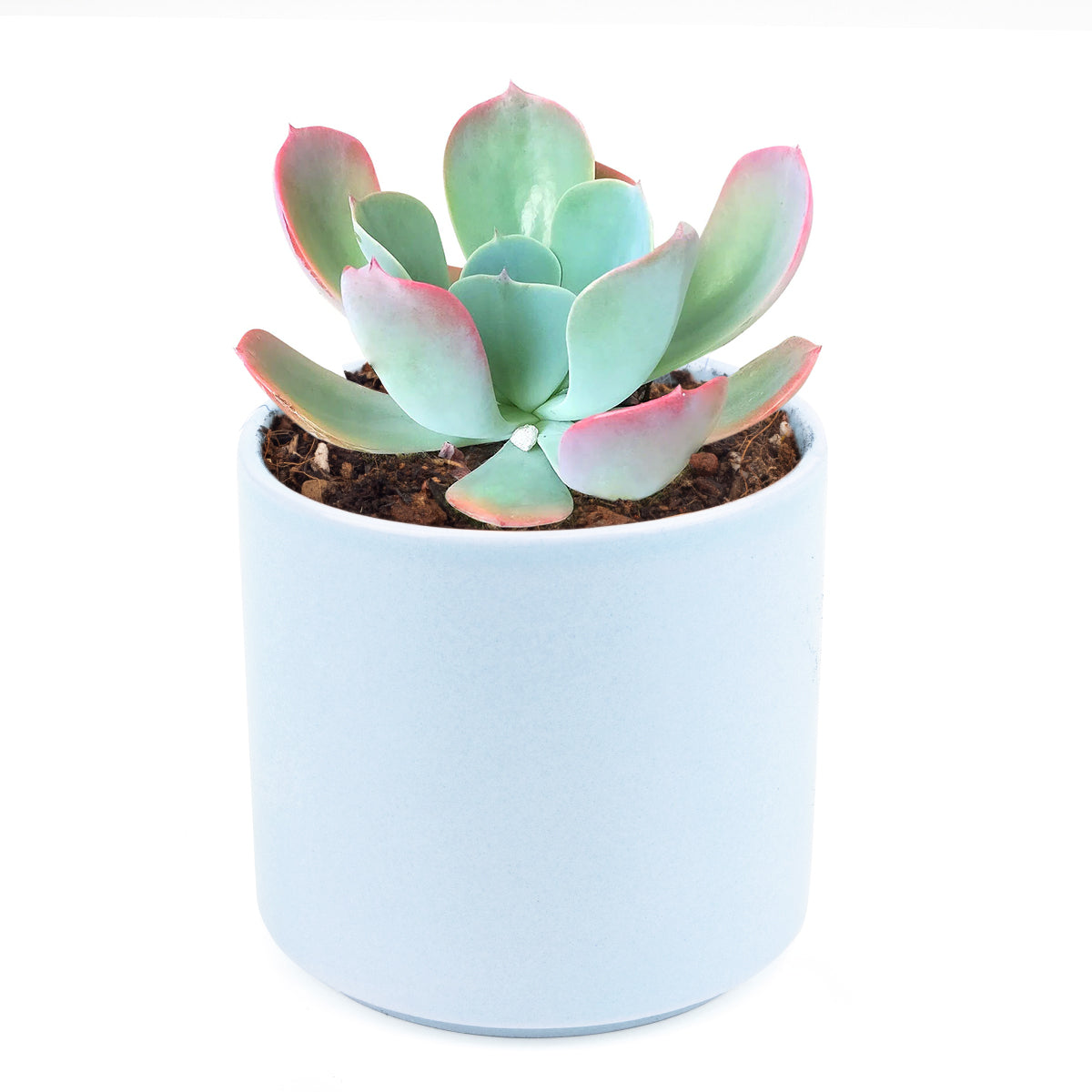 succulent database Echeveria Blue Sky Succulent Plant | Succulent Gift Decor Ideas