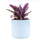 Purple Heart Tradescantia Pallida, easy to care houseplant, best indoor plant for home office decoration, purple heart plant, how to care for tradescantia pallida, care tips for growing Purple Heart Plants