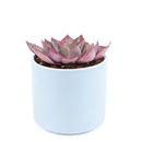 Echeveria Afterglow Succulent Care Guide, indoor succulents, echeveria, echeveria succulent, echeveria types, succulent echeveria, buy succulents online, succulent shop, succulent store, echeveria plant, colorful rose-shaped succulent for sale