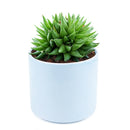 Haworthia batesiana for sale, monthly succulents, succulent subscription, succulent plant, cactus, succulent care, Succulents, succulents garden, Rare succulents, Haworthia batesiana in California, How to grow Haworthia batesiana. indoor succulents.