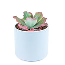 Echeveria crinoline ruffles, cactus, succulent plant, succulents shop in California, succulent care, Succulents shop near me, Succulents, succulent subscription, succulent care tips, colorful succulents