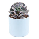 echeveria, echeveria succulent, echeveria types, succulent echeveria, buy succulents online, succulent shop, succulent store, echeveria plant, care tips for growing cubic frost