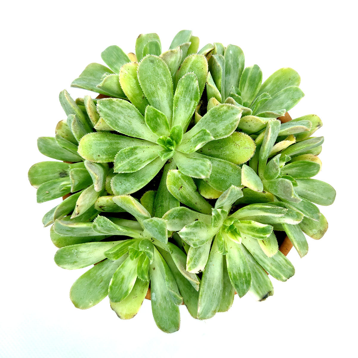 Aeonium Emerald Ice Bright Green Rosette Succulent for sale, How to grow and care for Aeonium Succulent Plant, Aeonium Emerald Ice Propagation, Premium Succulent Gift Box for any occasion, Aeonium Emerald Ice Succulent with care guide, Succulent &amp; Cactus for sale