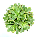 Succulent for sale, How to grow and care for Aeonium Succulent Plant, Aeonium Emerald Ice Propagation, Premium Succulent Gift Box for any occasion, Aeonium Emerald Ice