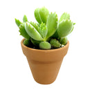 Cotyledon Bear Paw succulent plant 2 inch/ 4 inch for sale, Live plant gift ideas
