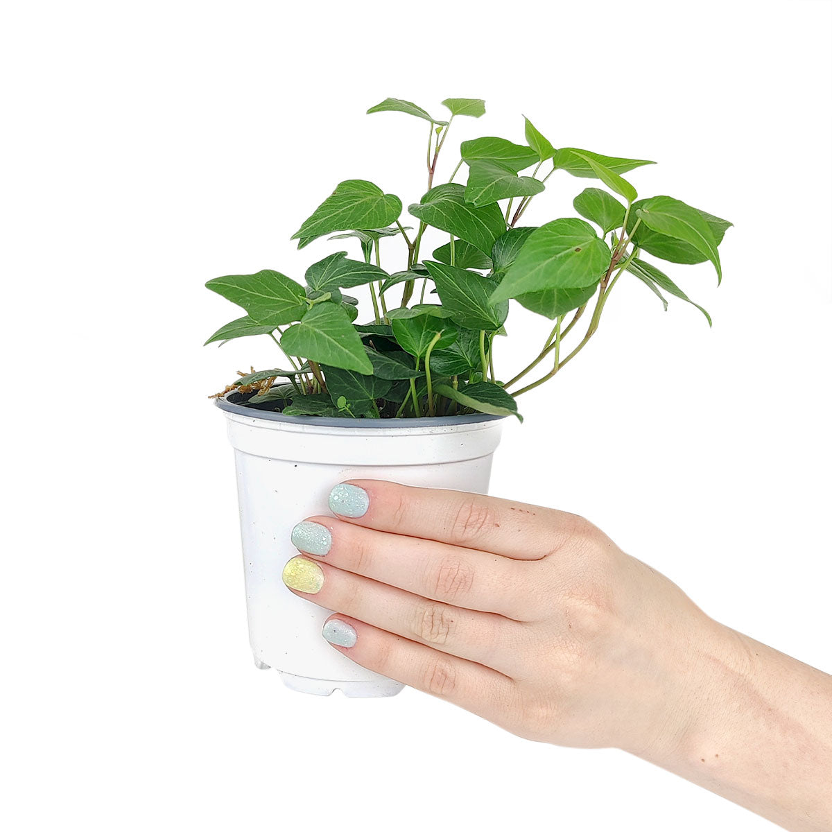 ivy vine, english ivy plant hedera helix for sale, popular indoor houseplant, hanging basket plant, groundcover plants