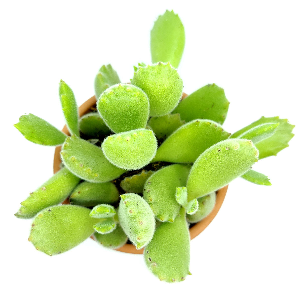 bear paw succulent for sale Cotyledon Tomentosa Bear Paw Succulent