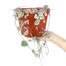 succulent care guide, Rare succulents, String of hearts succulent in California, How to grow String of hearts succulent, string of hearts, string of hearts plant, variegated string of hearts