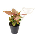Self-watering globe, transparent durable and easy to use self-watering tool, bird-shaped watering tool for potted plants