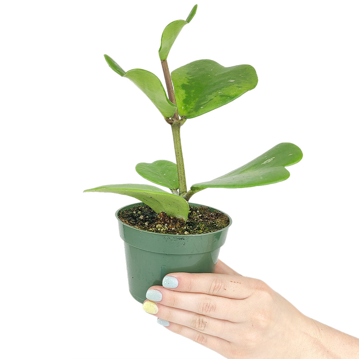 lucky heart plant Trailing Hoya Kerrii Heart (At least 3+ leaves) - Heart-shaped Leaves