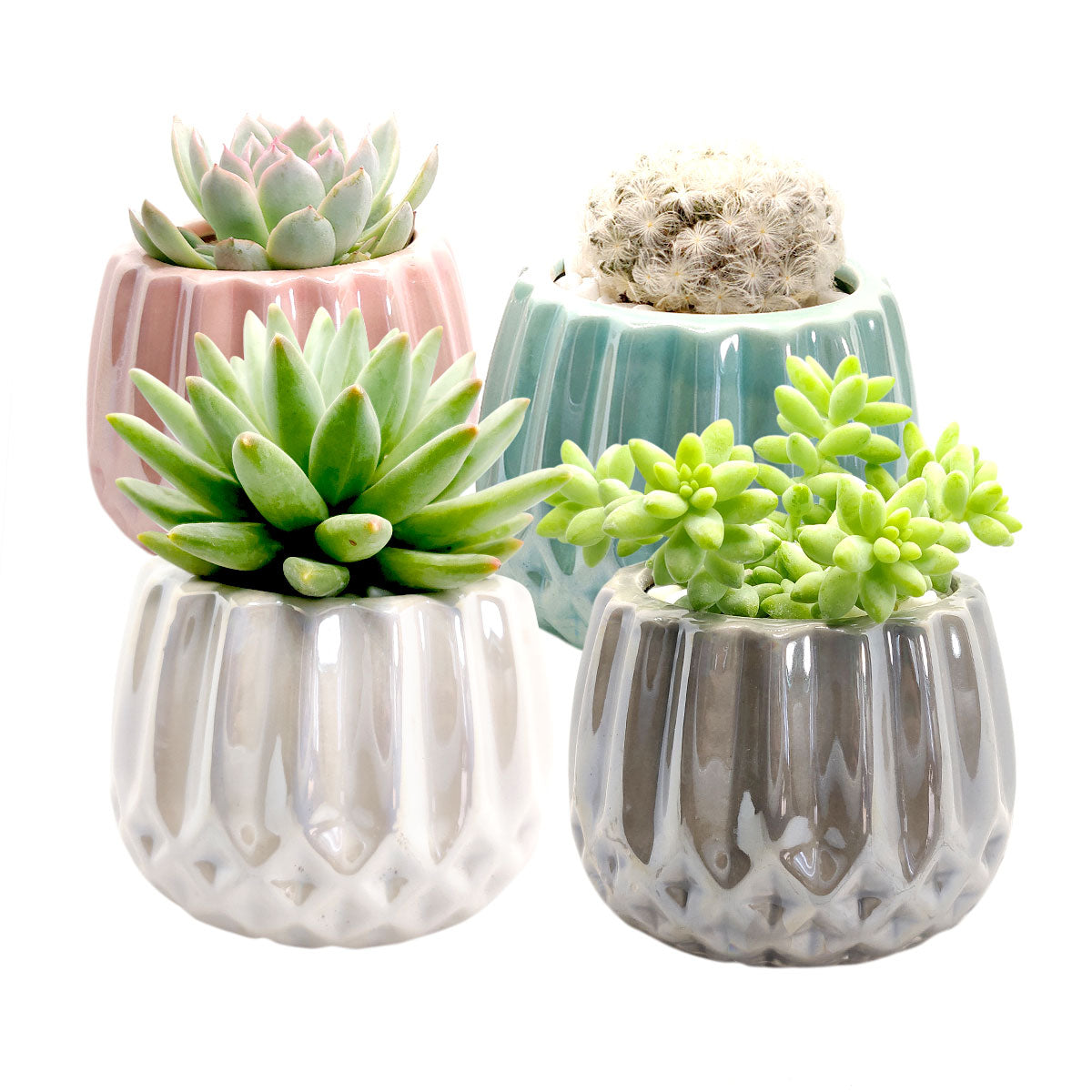 succulent in geometric pot White Modern Geometric Pot | Succulent Pot for sale | Succulent Gifts