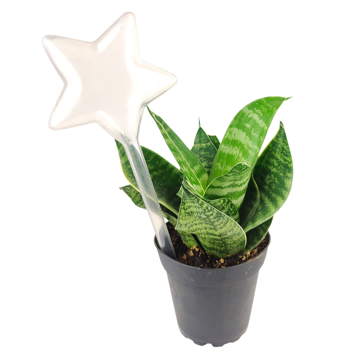 self-watering globe, star-shaped watering bulb, watering tool for busy lifestyles and vacations, decorative self-watering tool