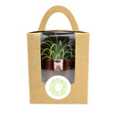 Wedding favor, cactus tray, cactus gift pack, succulents for weddings, cactus succulents,  cactus succulent gift ideas, cactus gift ideas, cacti species, cacti plants, cacti succulents, wedding favor ideas, corporate gift ideas