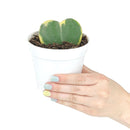 Hoya Heart Variegated, Valentine Hoya Variegated, how to care for Variegated Hoya Heart, heart-shaped houseplant,