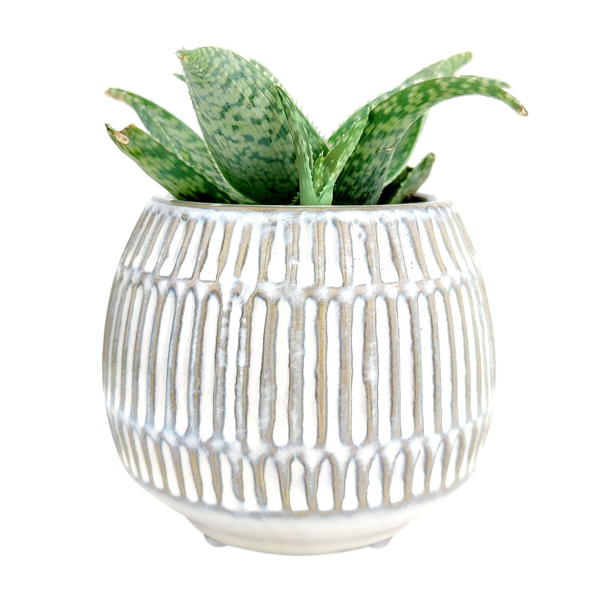 textured white planter pot Round Texture Cream Pot | Small White Ceramic Pot for Succulents and Cacti