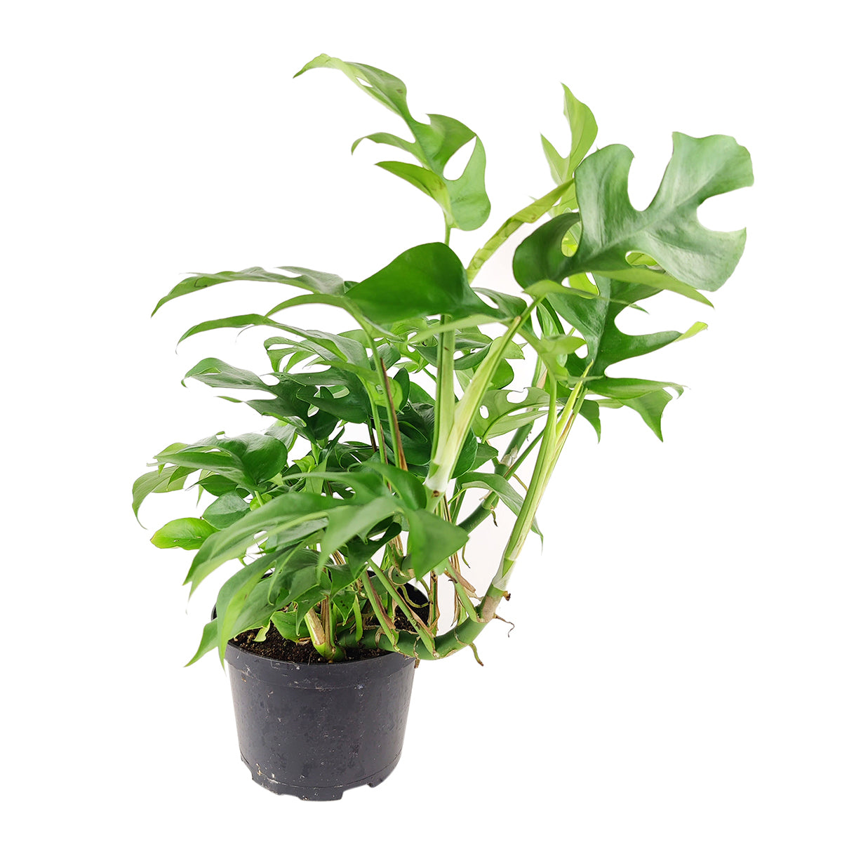 monstera plant bunnings Philodendron Mini Monstera Minima