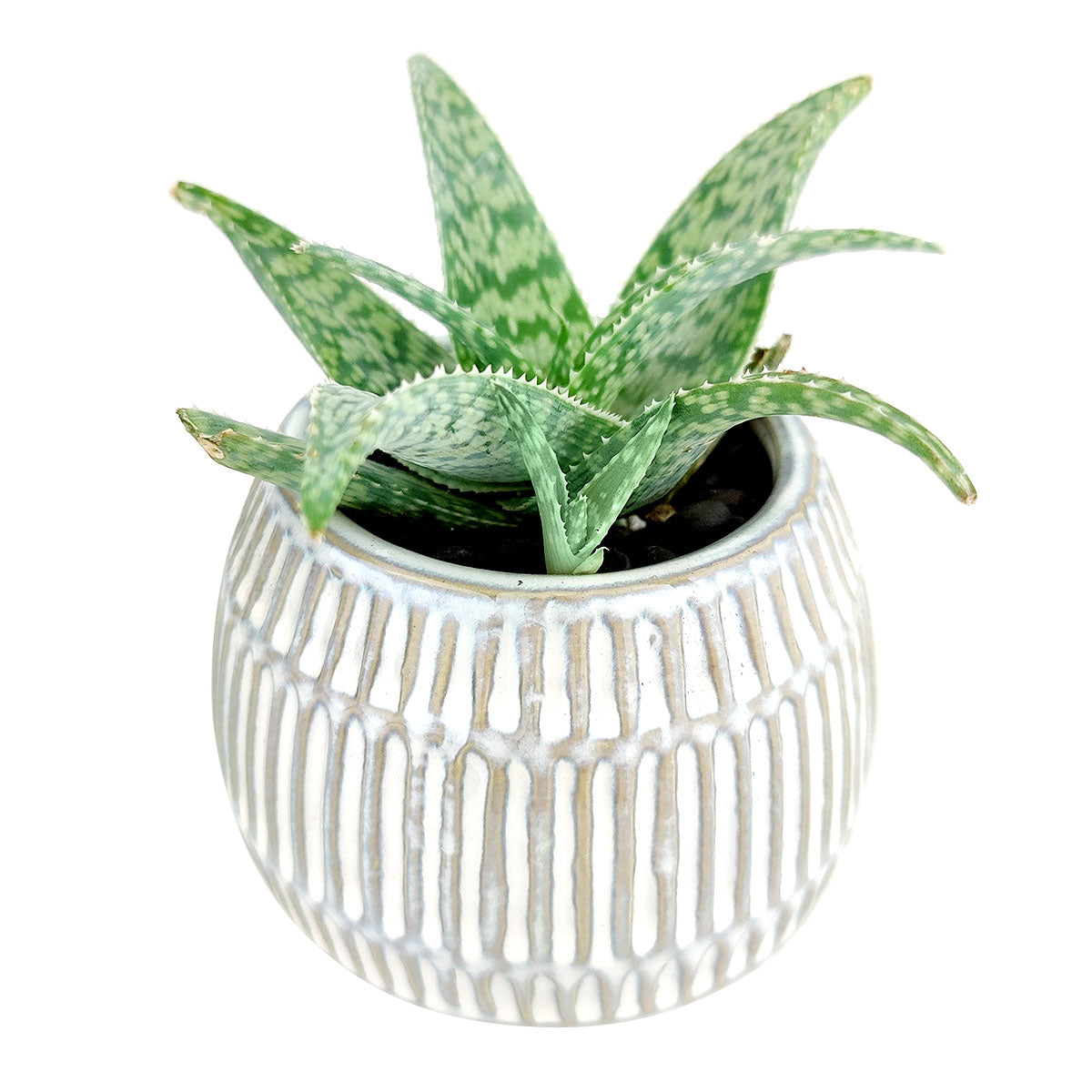 small cream plant pots Round Texture Cream Pot | Small White Ceramic Pot for Succulents and Cacti