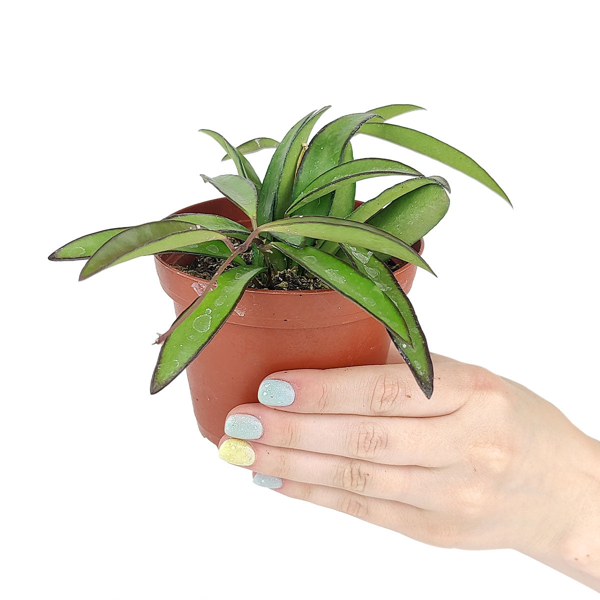 best place to buy indoor plants near me, online plant store, buy houseplants online
