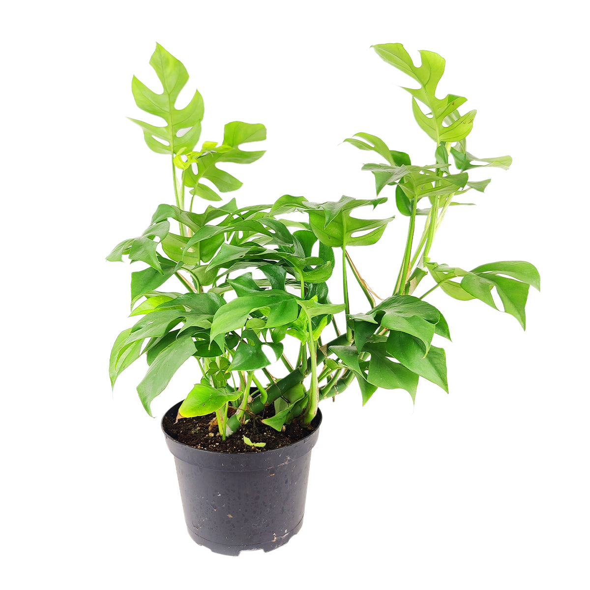 caring for an monstera minima Live Rhaphidophora Tetrasperma (Monstera Minima)