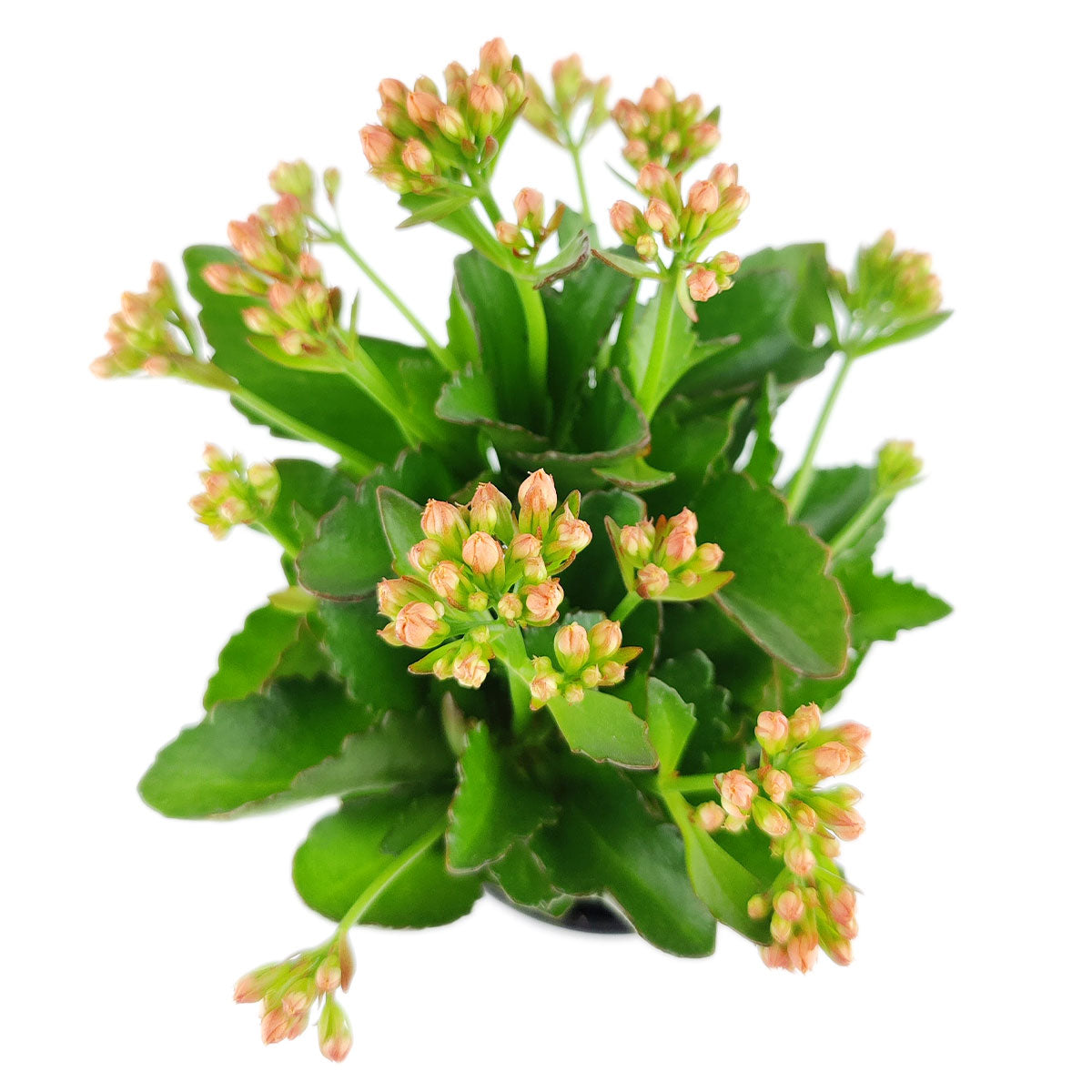 succulent with pink and orange flowers Calandiva Orange: The Easy-Care Houseplant With Beautiful Orange Flowers
