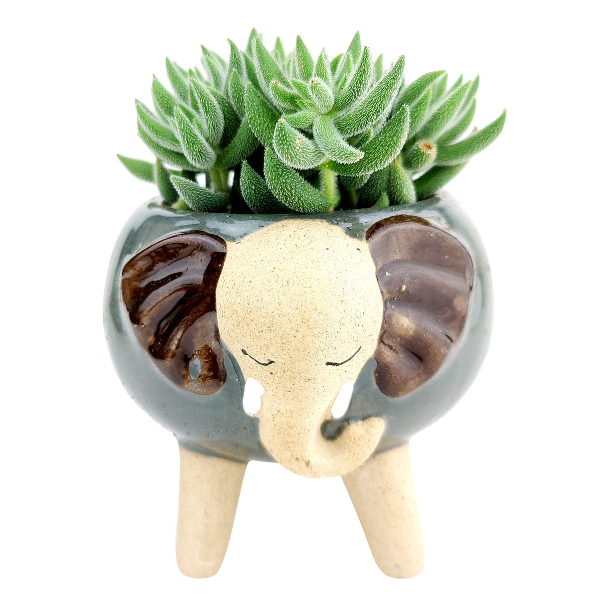 succulents in animal pots Ceramic Elephant Planter | Mini Animal Pot for Succulents, Cacti and Flowers