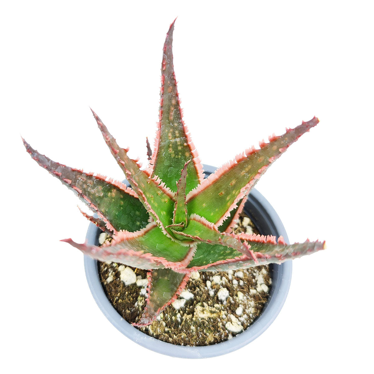 love's fire succulent Succulents Box® Aloe Coral Fire for Sale