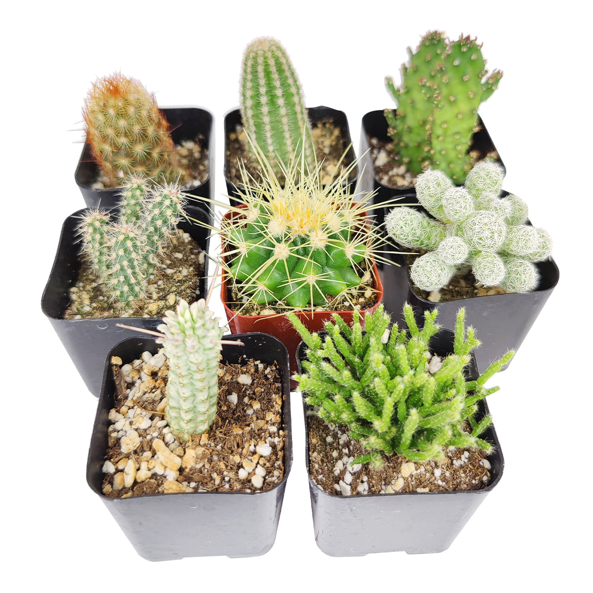 Cutest Little Mini Cactus Pack  Live Cactus Assorted Pack for Sale Online  - Succulents Box