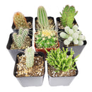 rare cactus succulent for sale in California USA, buy cactus online, indoor cactus for beginner