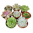 echeveria, echeveria types, buy succulents online, succulent shop, Radiant Rosette Collection of Live Succulent Plants, Wedding rosette succulents for sale, Buy asorted succulents for wedding favors, Types of rosette shaped succulents for wedding