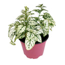 white hypoestes polka dot plant, hypoestes splash white, white splash select polka dot plant, polka dot plant green and white, white splash polka dot plant