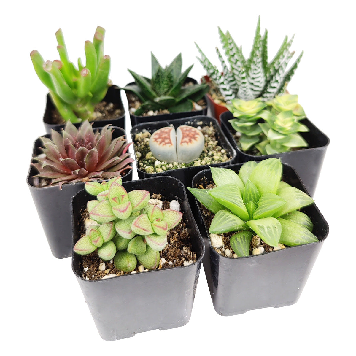 which succulents are best for indoors Indoor Succulent Pack: The perfect way to start your Succulent collection 6-Pack (6 Varieties, 1 of Each) by Succulents Box