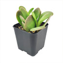 Senecio Jacobsenii, Trailing Jade, Vining Jade, Weeping Jade, easy-care succulents for ground cover