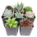 Best Succulents Pack for Beginners, Real Live Potted Succulents, Succulent Plants for beginners, Succulents Pack for sale, Assorted succulents for sale