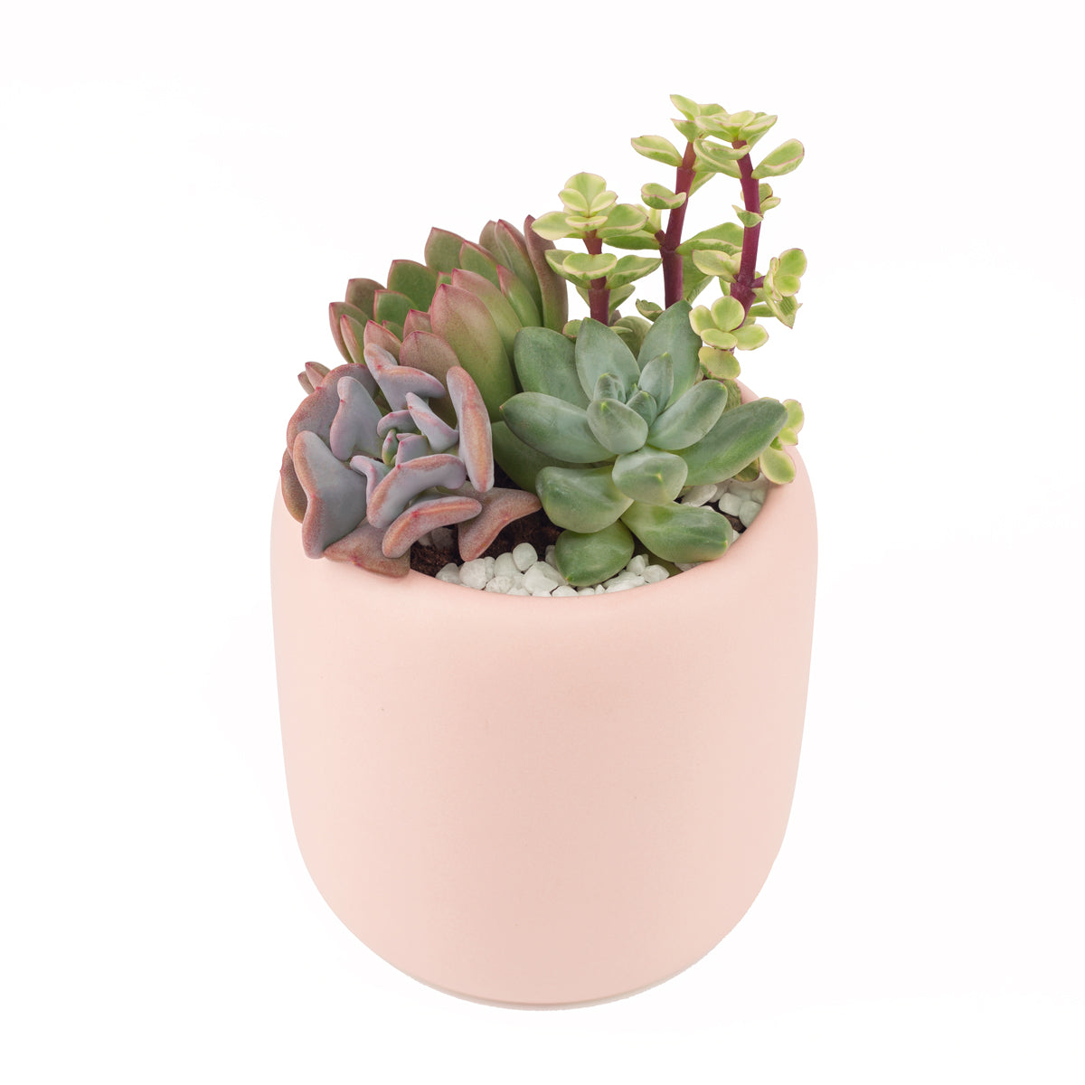 mini pink succulents DIY 2" Succulent Arrangement Pink Round Pot | Unique Gift Ideas