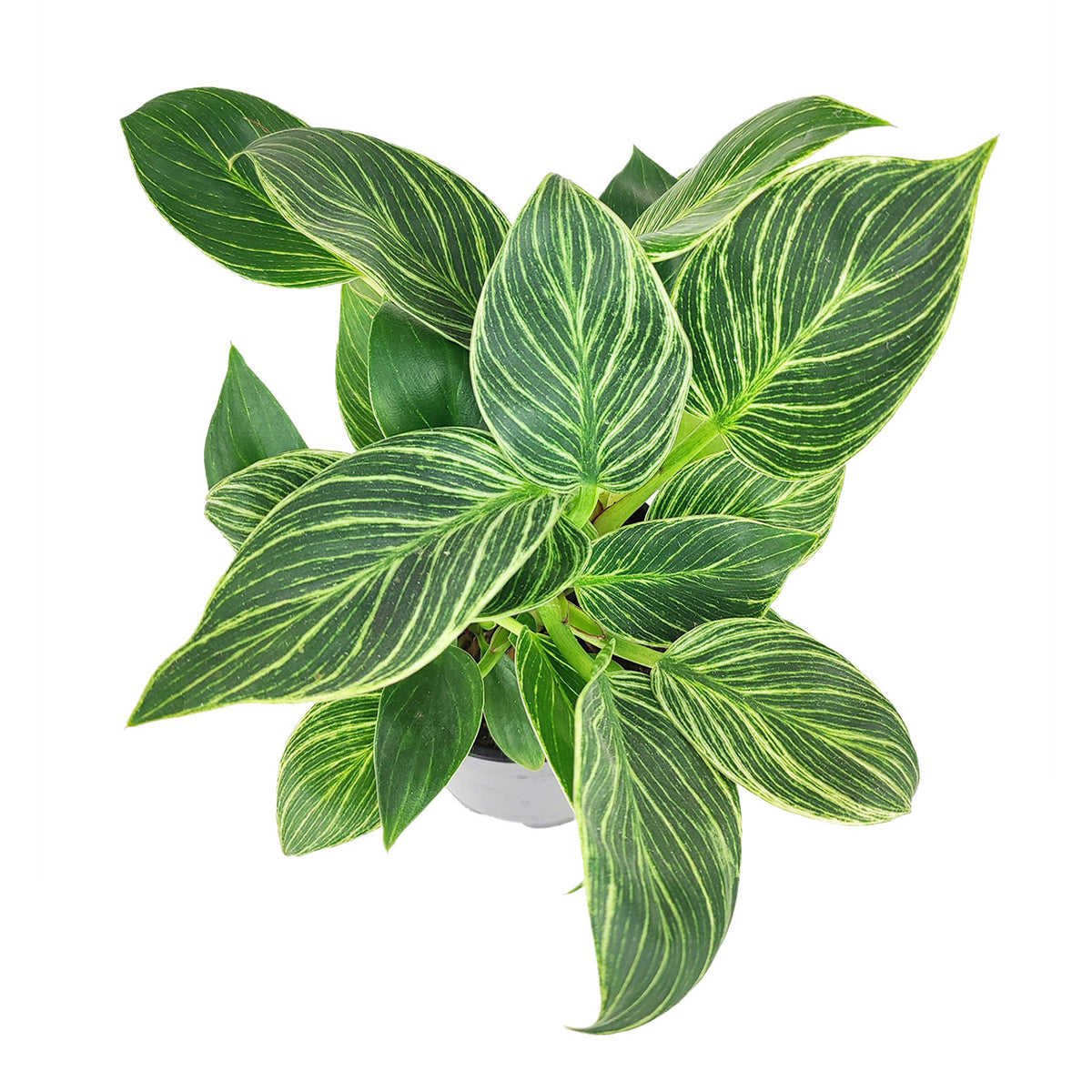 philodendron birkin plant for sale 6" Philodendron Birkin – Lush Variegated Houseplant for Home Decor by Succulents Box