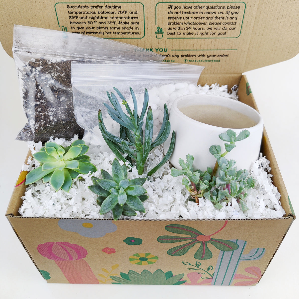 succulent themed gifts DIY Blue 2" Succulent Arrangement Small Pot