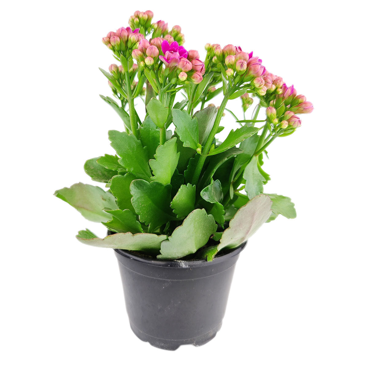 Kalanchoe blossfeldiana Calandiva purple, Canlandiva for sale, purple flower houseplant, easy care flowering plant for homes and office, best gift plant ideas