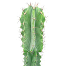 Polaskia Chichipe Cactus for sale, how to grow succulents, succulents garden, Succulents shop near me, Rare cactus, succulent care tips, succulent care, Succulents, succulents store in CA, Polaskia Chichipe Cactus in California, How to grow Polaskia Chichipe Cactus, Cactus for thanksgiving, How to care cactus succulent, cactus, cactus succulent, succulent cactus, succulent subscription, cacti, cactus and succulents, succulents box, succulent shop, buy succulents online